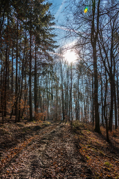 Metsäpolku keskellä metsää ja aurinkoa
 - Valokuva, kuva
