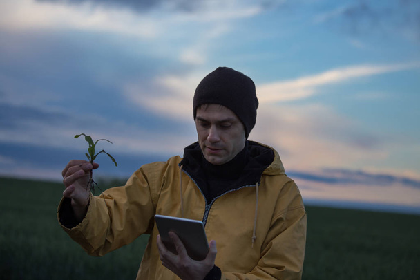 Agricultor com tablet e broto de milho
 - Foto, Imagem