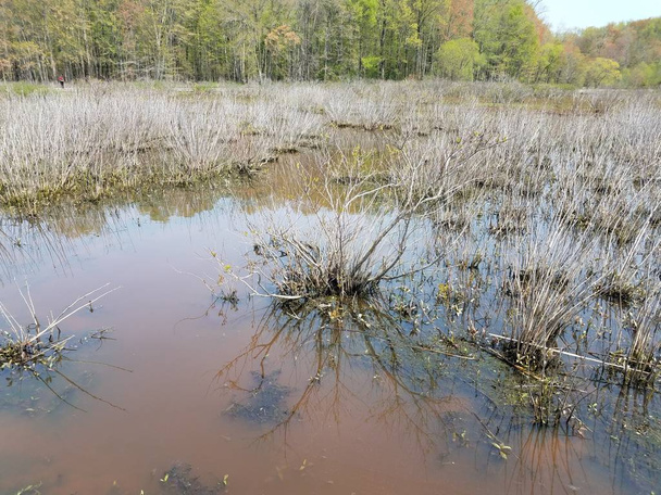 agua turbia o fangosa en el lago o estanque con algas y plantas
 - Foto, imagen