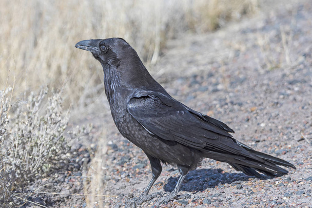 Gewone Raven op zoek naar eten in de woestijn - Foto, afbeelding