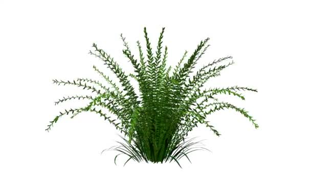 representación 3d de una planta realista en crecimiento aislada en blanco
 - Imágenes, Vídeo