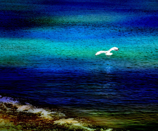 Одинокая летающая чайка на заднем плане лунного света рябь моря
  - Фото, изображение