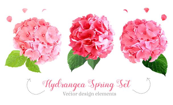 Set di fiori di ortensia in stile acquerello
 - Vettoriali, immagini