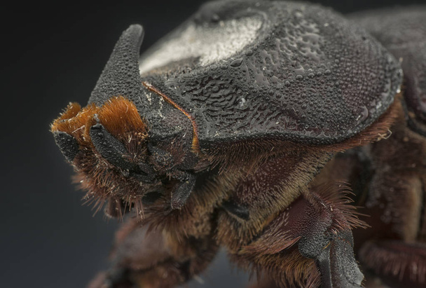 primer plano de escarabajo rinoceronte femenino
  - Foto, imagen