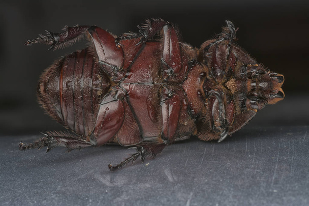 closeup shot of female rhinoceros beetle  - Photo, Image