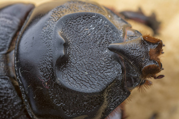 closeup shot of female rhinoceros beetle  - Photo, Image