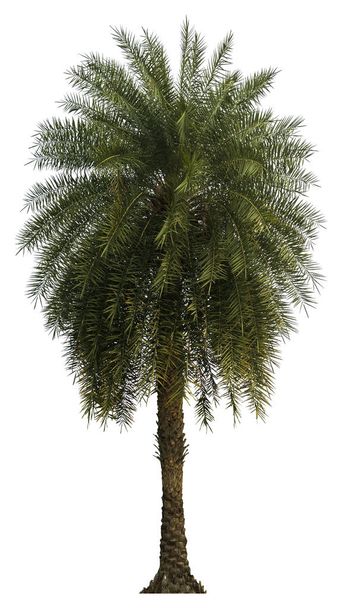 Washington Palm Tree isolated on white background with a high resolution suitable for graphic. with clipping path - Photo, Image