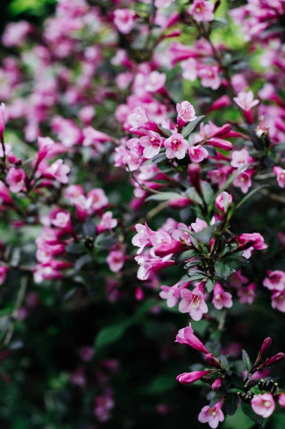 Ciemny różowy Weigela-piękne kwitnienia roślin w ogrodzie - Zdjęcie, obraz