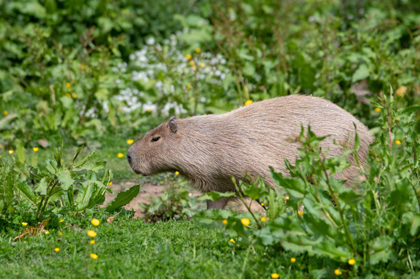 Un solo Capybara en hierba alta y arbustos
 - Foto, Imagen
