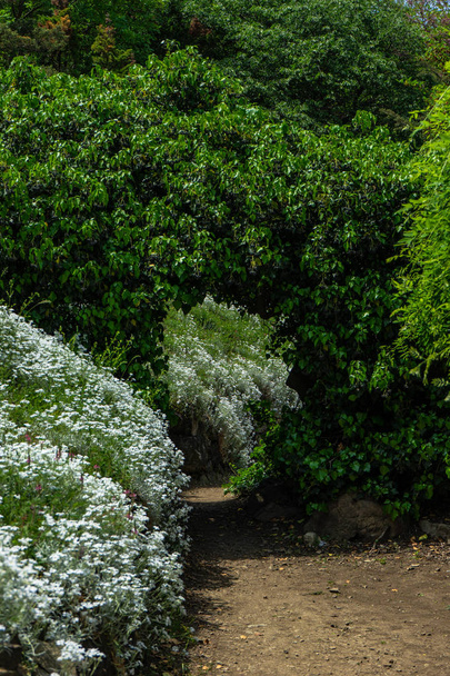 İlkbahar ormanı eski stepway - Fotoğraf, Görsel
