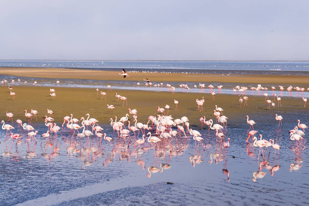 Walvis Bay, Namibya, Afrika Atlantik sahil, deniz üzerinde pembe flamingolar grup. - Fotoğraf, Görsel