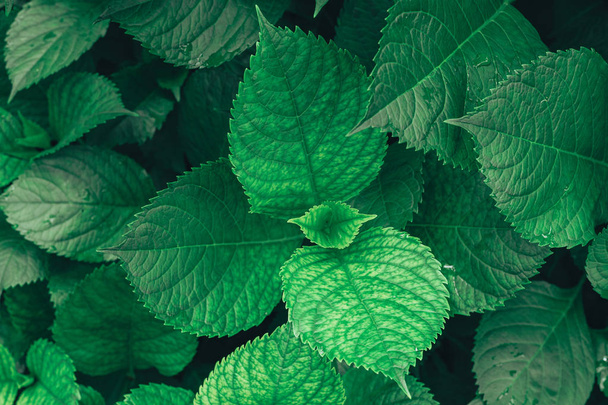 Texture verte des feuilles. Feuille texture fond. - Photo, image