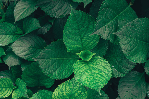 Green leaf texture. Leaf texture background. - Fotoğraf, Görsel