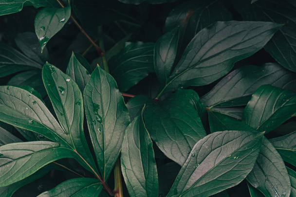 texture foglie verdi. Foglia texture sfondo
 - Foto, immagini