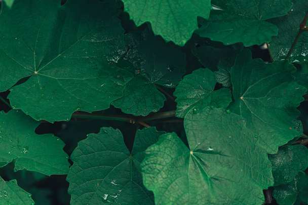 Green grapes leaf background. Leafs texture background. - Foto, Bild