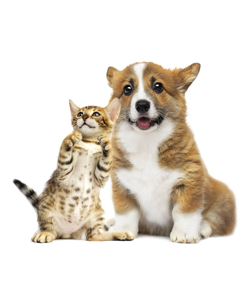 funny face of a puppy and kitten  - Fotografie, Obrázek