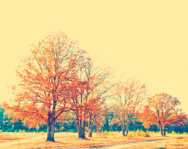 Őszi táj. Fák fényes színes levelei - Fotó, kép