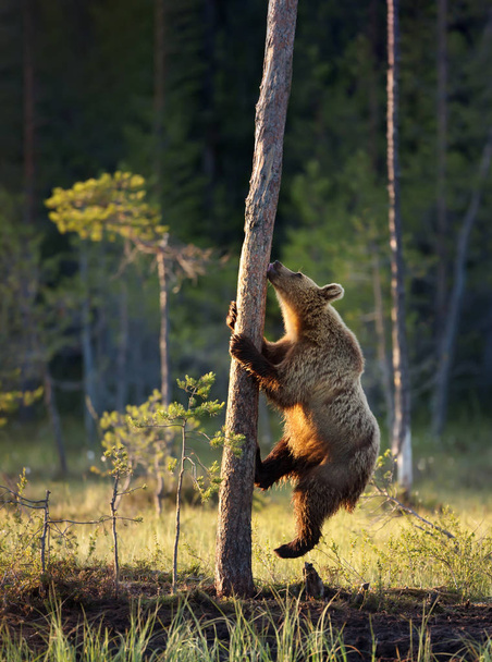 Uzavření eurasijské hnědé medvědí stromy - Fotografie, Obrázek