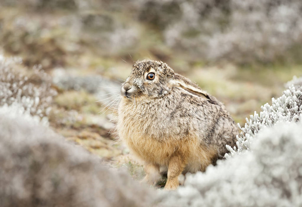 Close-up van Ethiopische Highland Hare - Foto, afbeelding