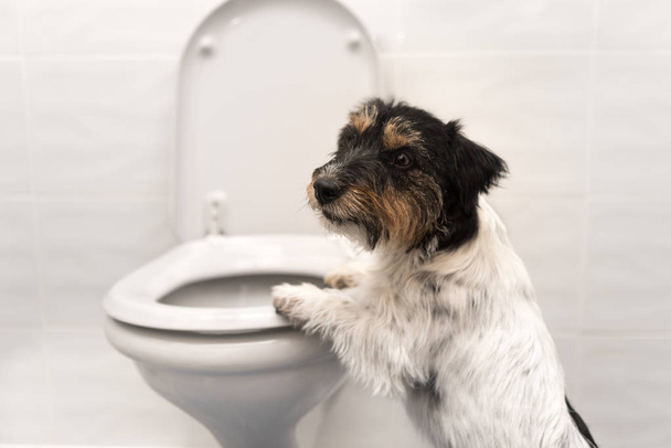 Dog on the toilet - Jack Russell Terrier  - Фото, зображення