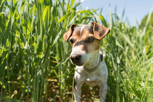 pequeño Jack Russell Terrier perro es sittin en un florecimiento verde yo
 - Foto, Imagen