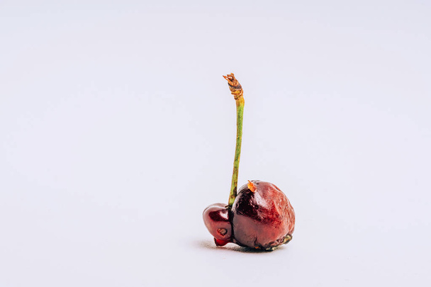 Spoiled cherry on a white background. Moldy sweet cherry on a light background. Crumpled red berry. Improper storage and transportation of berries. Rotten cherry - Photo, Image