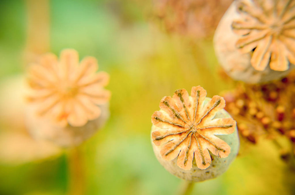Germogli di semi di papavero visti da sopra lo sfondo
 - Foto, immagini