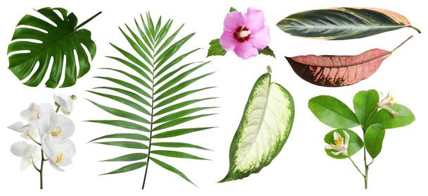 Set of fresh tropical leaves and flowers on white background - Foto, Imagem