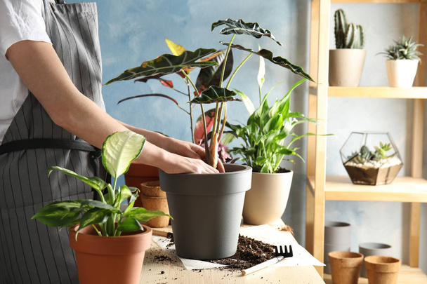 Woman transplanting home plant into new pot at table, closeup - Foto, afbeelding