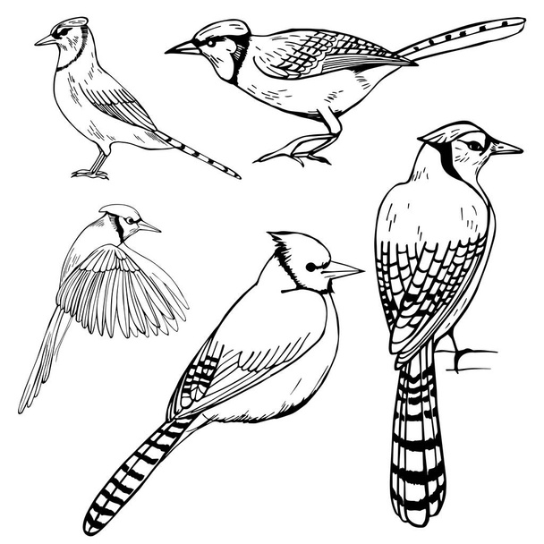 Hand drawn birds. Blue Jay. Vector sketch  illustration. - Vecteur, image