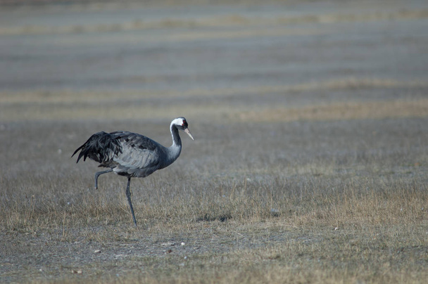 Common crane (Grus grus) without part of one leg. Gallocanta Lagoon Natural Reserve. Aragon. Spain. - Photo, Image