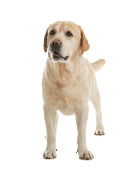 Žlutý labrador retrívr stojící na bílém pozadí - Fotografie, Obrázek