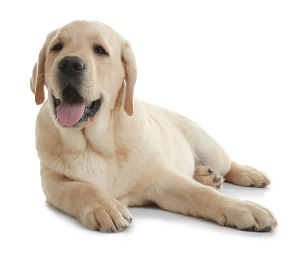 Carino cucciolo labrador retriever giallo isolato su bianco
 - Foto, immagini