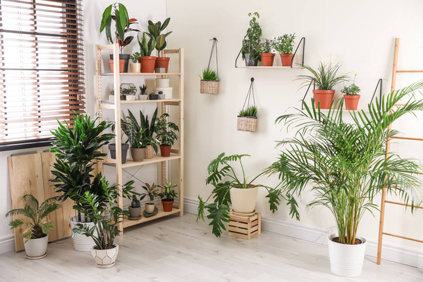 Stylish room interior with different home plants - 写真・画像