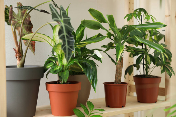 Different home plants on wooden shelf near light wall - Foto, Bild