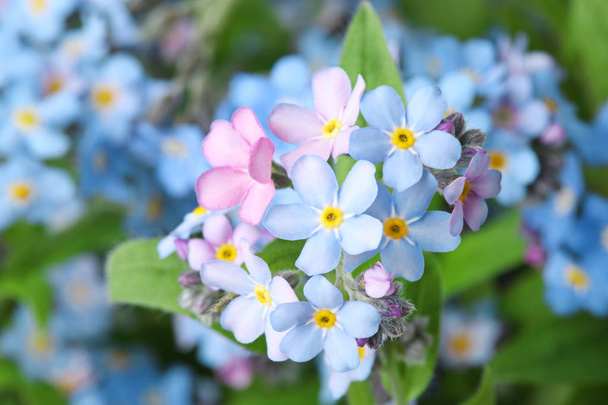 Amazing spring forget-me-not flowers as background, closeup view - Фото, изображение