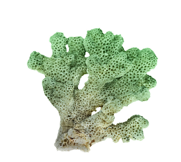 corail isolé sur fond blanc - Photo, image