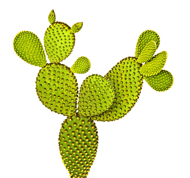 Detailní záběr opuntického kaktusu - Fotografie, Obrázek