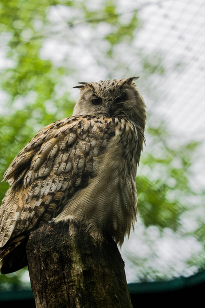 15.05.2019. Berlin, Germany. Zoo Tiagarden. The big brown owl sits on a tree and looks down. - Photo, Image