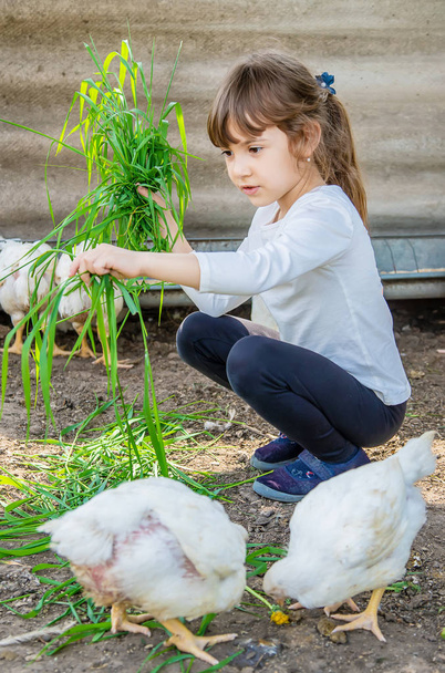 Pollos biológicos en una granja en casa a niños. - Foto, imagen