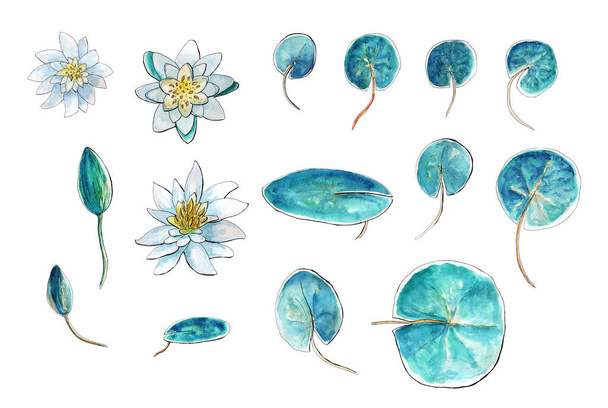 watercolor lily clipart - Photo, Image