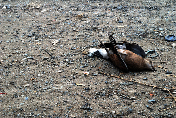 Mrtví ptáci - Fotografie, Obrázek