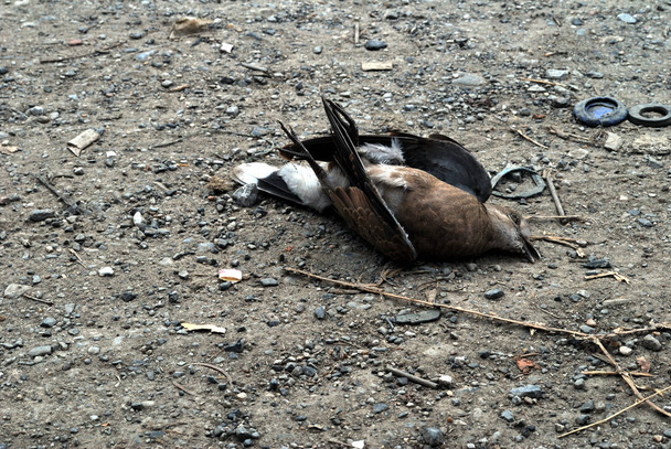 Oiseaux morts
 - Photo, image