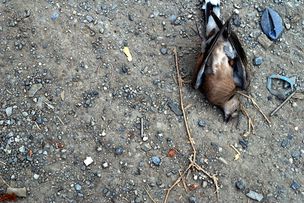 νεκρά πτηνά - Φωτογραφία, εικόνα