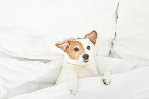 Jack Russell cão está deitado em uma cama branca
 - Foto, Imagem