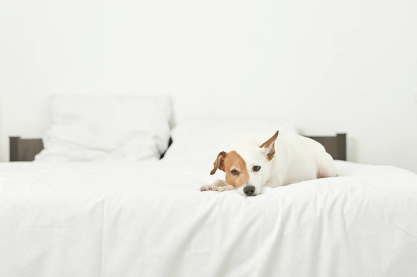 Джек Рассел лежит на белой кровати
 - Фото, изображение