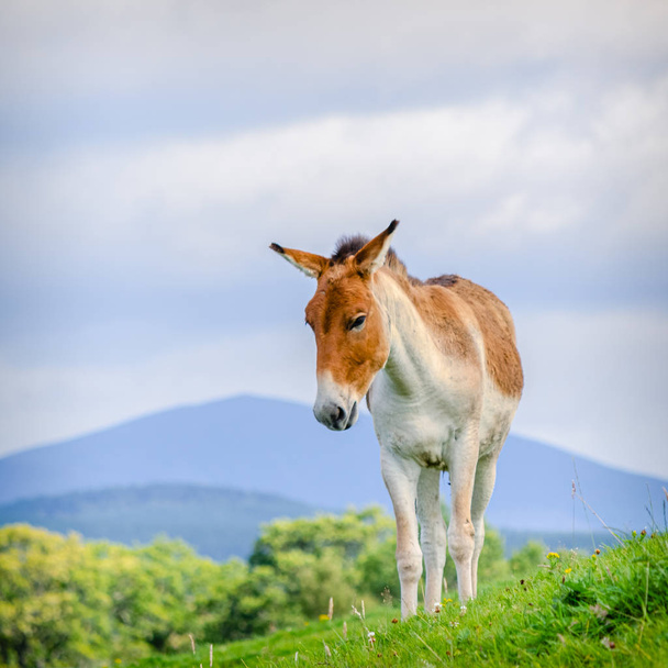 Asian Wild Pony on  Hillside - Photo, Image