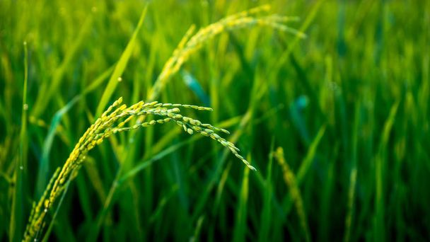 朝の田んぼの米のクローズアップ - 写真・画像