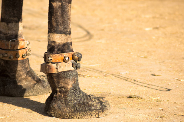 Zavřete polstrované nohy velblouda s hudebními zvonky stojící na pouštním písku  - Fotografie, Obrázek