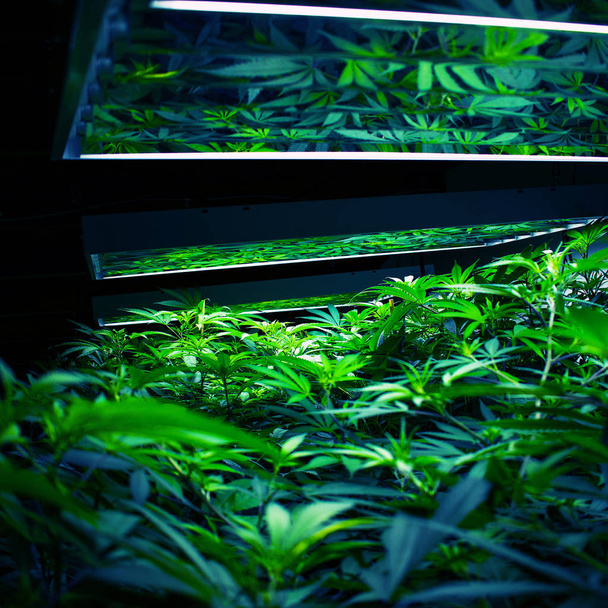 Rośliny marihuany produkujące-uzależnienie i opieka zdrowotna. - Zdjęcie, obraz